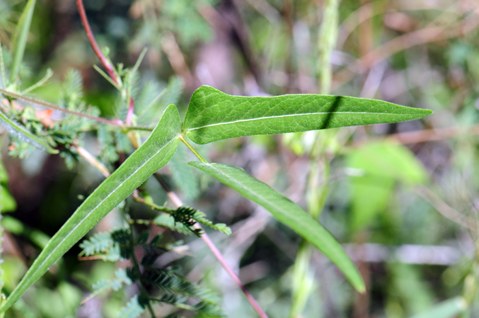 Slimleaf Bean has pinnately compound dark green leaves. The leaves alternate along a twining vine and vary in shape but generally linear-lanceolate leaflets or oblong-lanceolate leaflets.  Phaseolus angustissimus